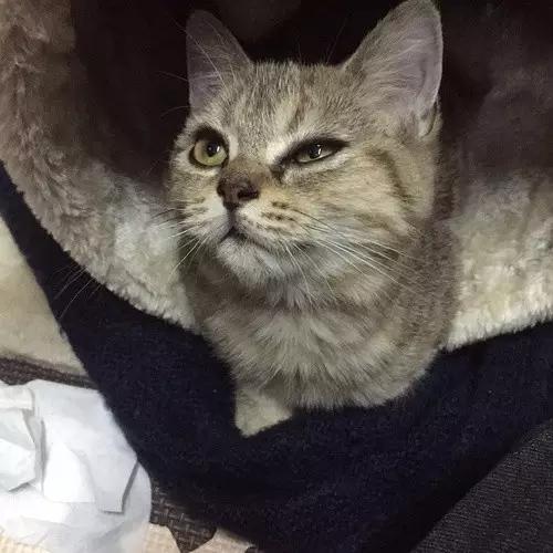 猫咪的一只眼睛突然变得很浑浊,猫咪眼睛受伤浑浊