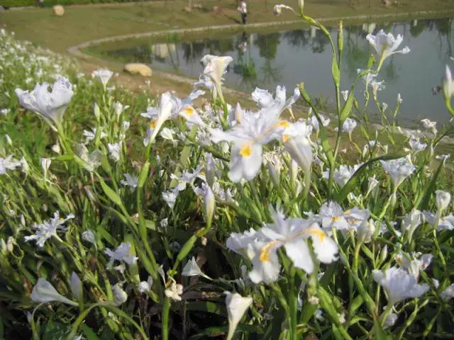 岳麓山最多的植物,岳麓山上的紫色花是什么花