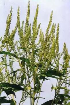 反反复复的过敏我该如何是好啊,又是一年春来到花粉过敏