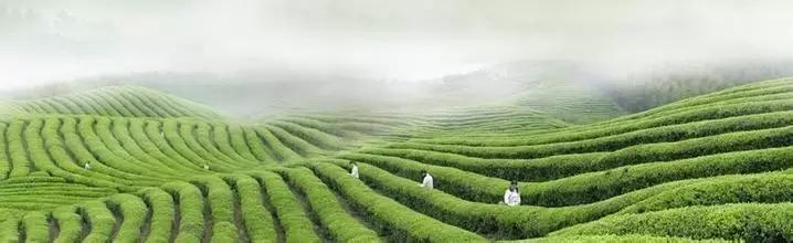 深度解密日本茶,日本茶入门