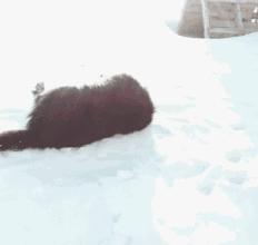 你必须知道的事情是什么,血统不纯正的哈士奇就是二哈吗