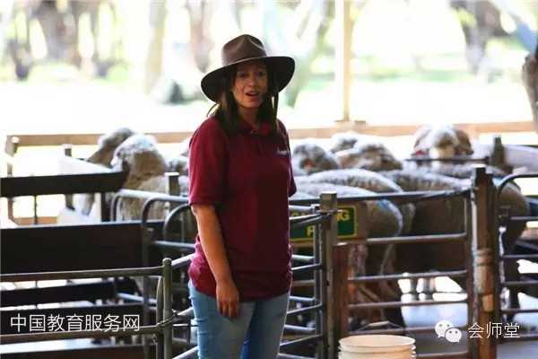 中国教育服务网：澳洲游记-羊毛是这样剪成的