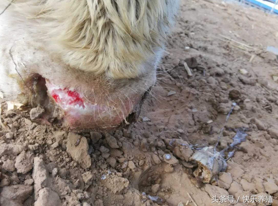 怀孕母牛得口蹄疫怎么治疗,小牛得了口蹄疫引起拉稀怎么治疗