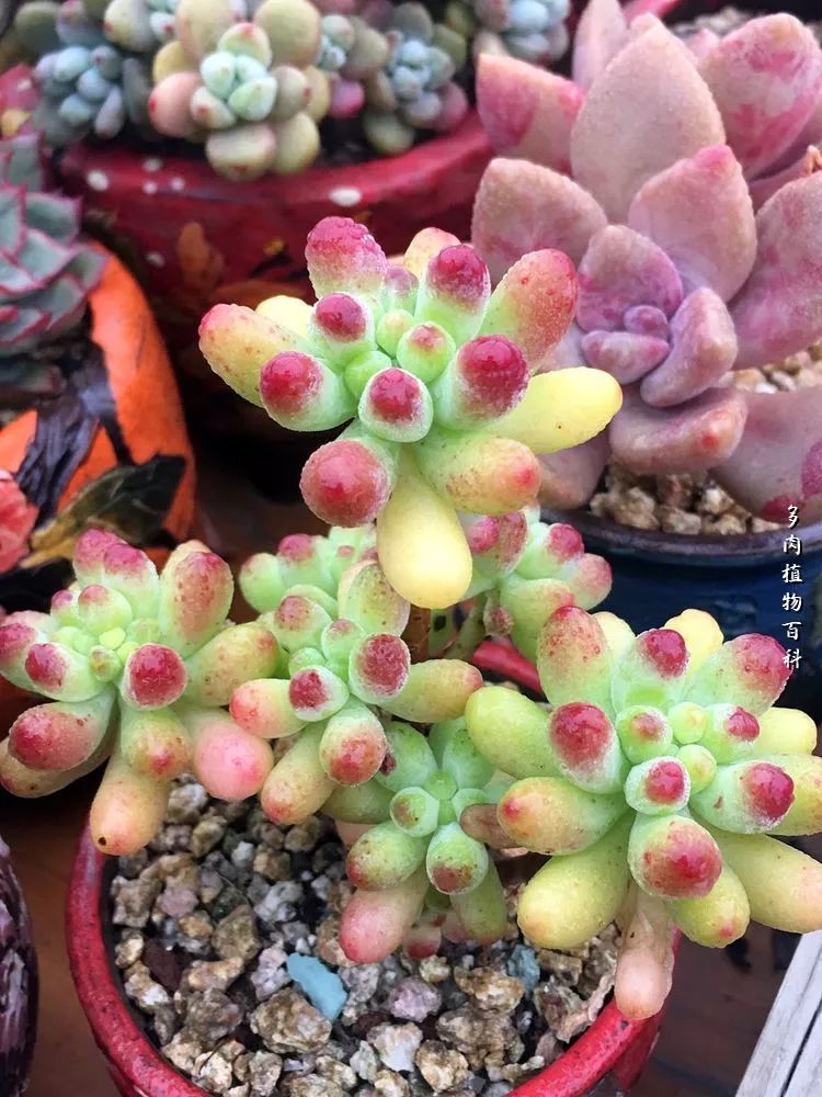 视觉盛宴美不胜收美图,视觉盛宴每个画面都美极了