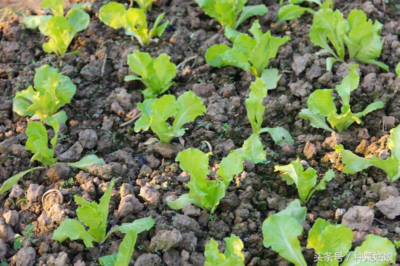 种植蔬菜有虫怎么办,种植蔬菜存在的问题