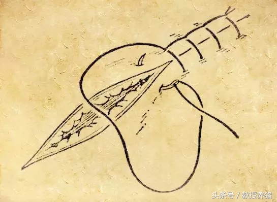 猪手术缝针打结方法,猪缝合手术全过程