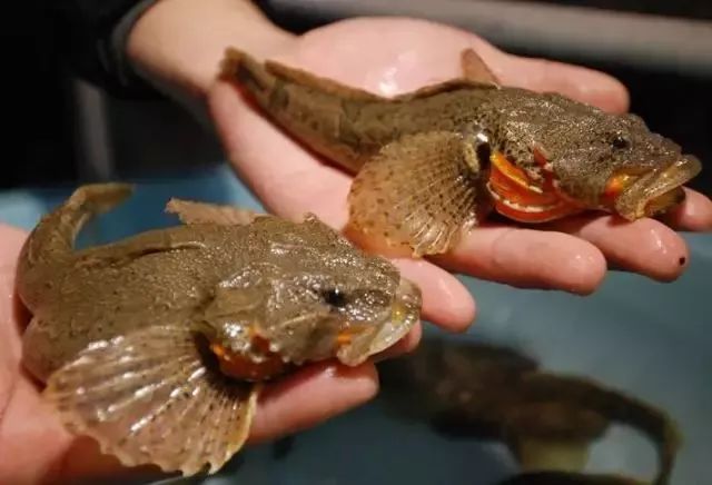 下辈子我只想做一只猪,下辈子我只想做一个俗人