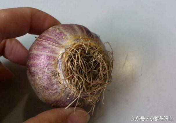 风信子开完花后怎么处理,风信子开完花后该怎么养