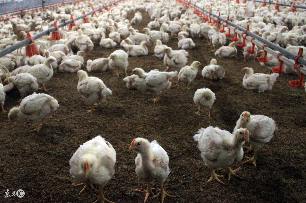 肉鸡价格行情散养鸡价格2018,今日肉鸡价格行情鸡肉专业网