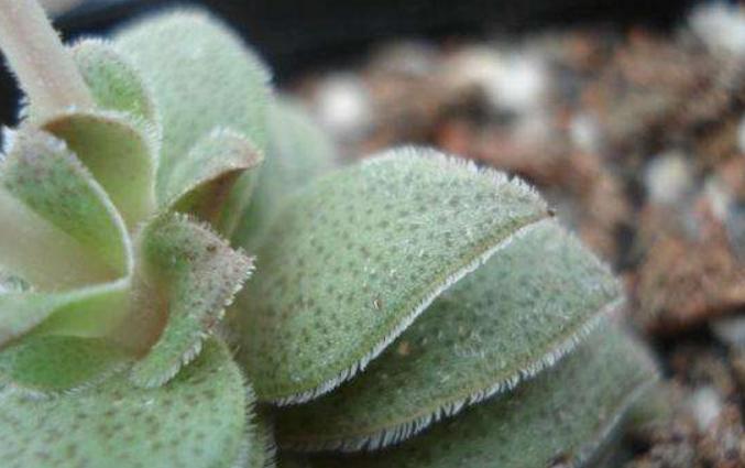 外形长的和宽叶花簪较像的梦巴如何养殖，老花匠来教你