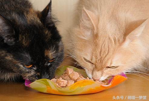 现在猫咪挑食了怎么办,猫咪严重挑食怎么纠正