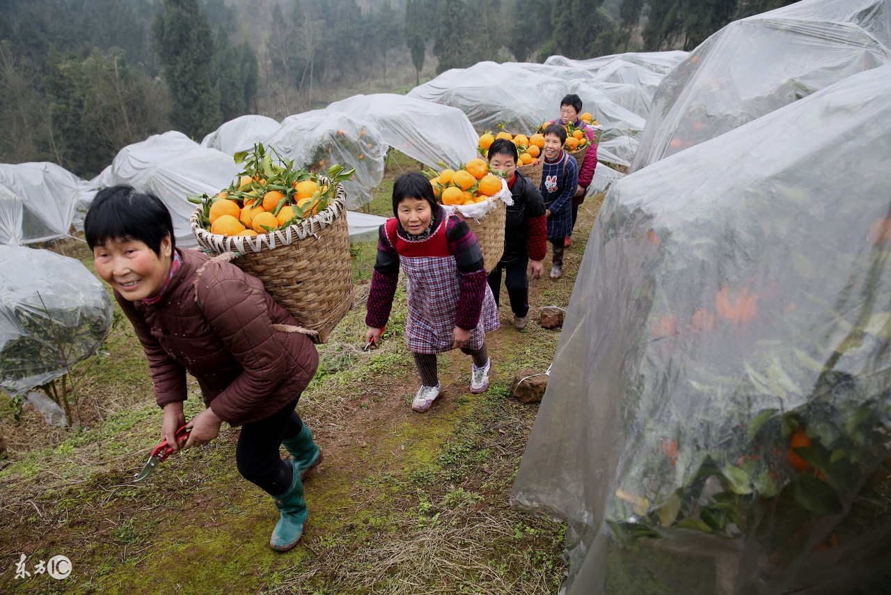 柑橘叶片发黄导致落叶是什么现象,柑橘落果的几种病