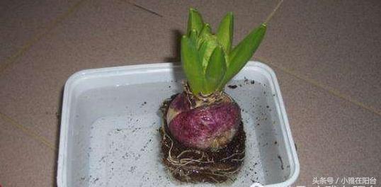 风信子开完花后怎么处理,风信子开完花后该怎么养