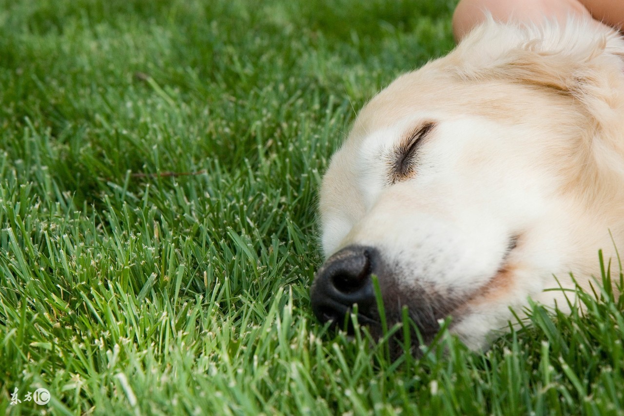 犬常见疾病诊断—呕吐（狗狗呕吐原因多，铲屎官们切记不可大意）
