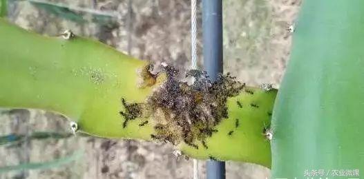 蚂蚁防治的有效方法,如何防治蚂蚁虫害的方法