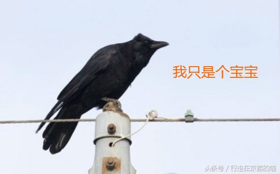 出国后，每天都被这种方式叫起床