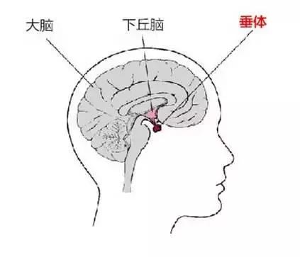 月经不调是排卵障碍吗,月经不调排卵也会不正常吗