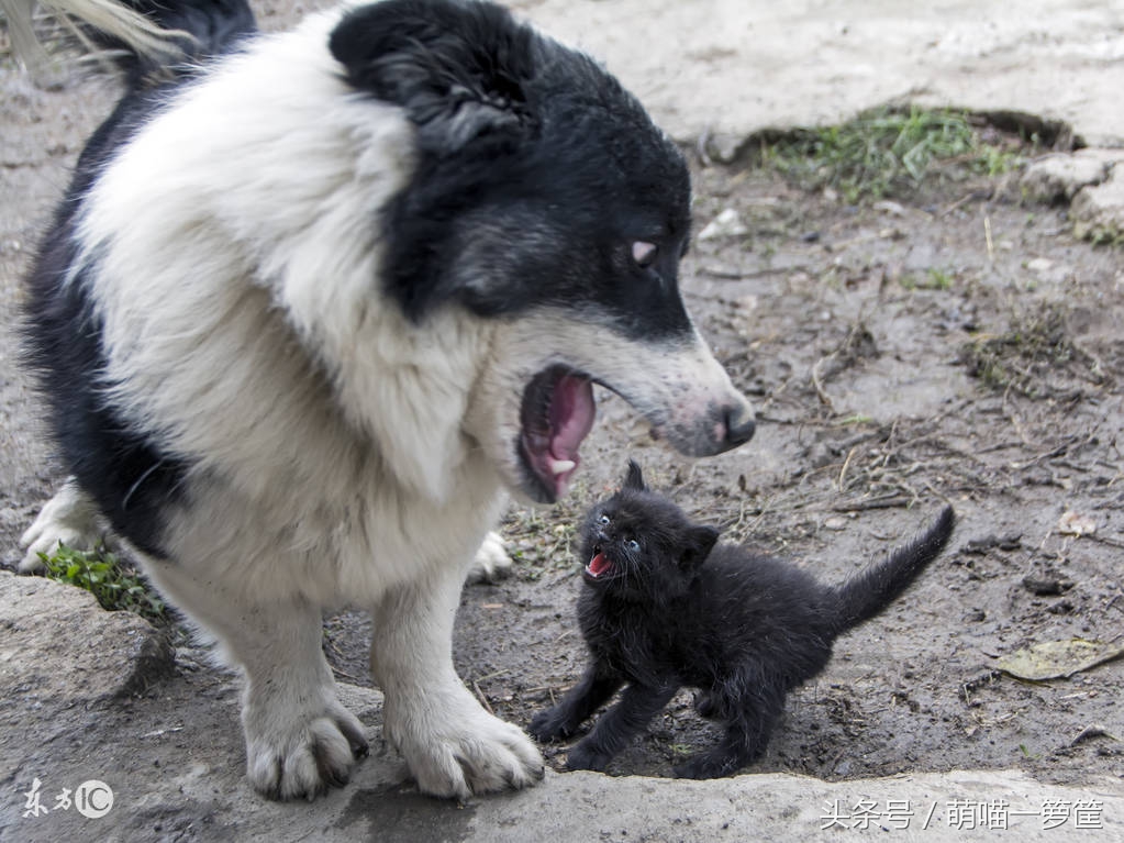 猫咪又拉又尿怎么办,猫咪绝育后还是总尿床屡教不改