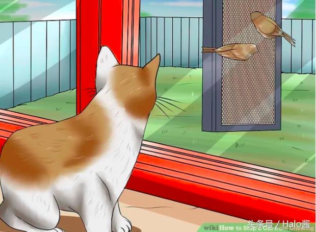 防止猫咪咬伤的衣服,怎么防止猫咪咬烂手术服