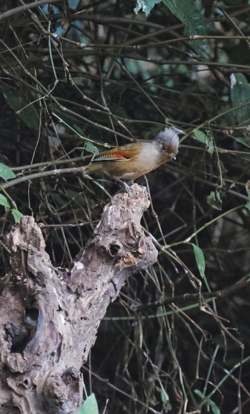 去云南适合买什么茶,云南最有名的咖啡在哪里