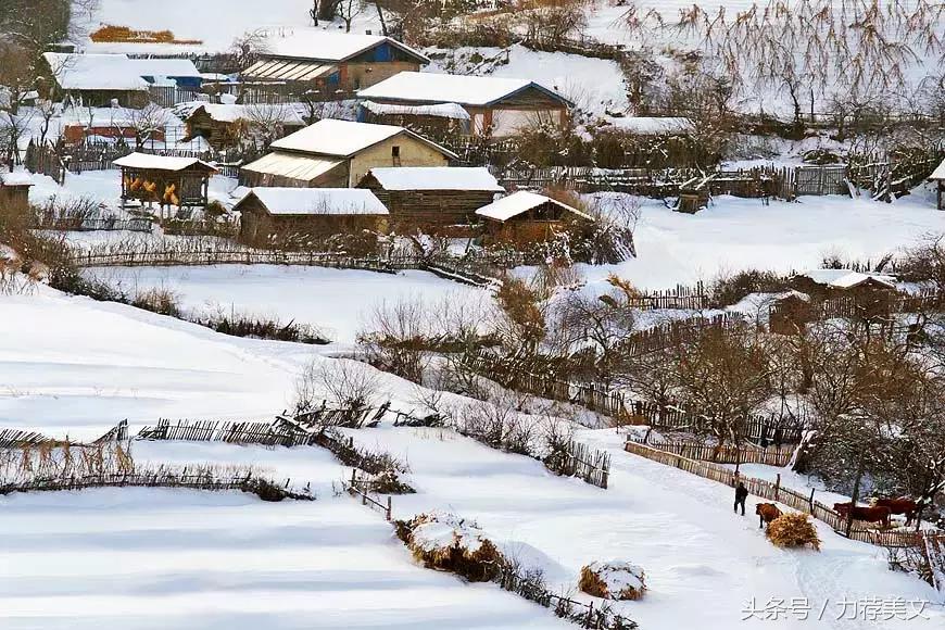 李育善《坐等雪飘时》