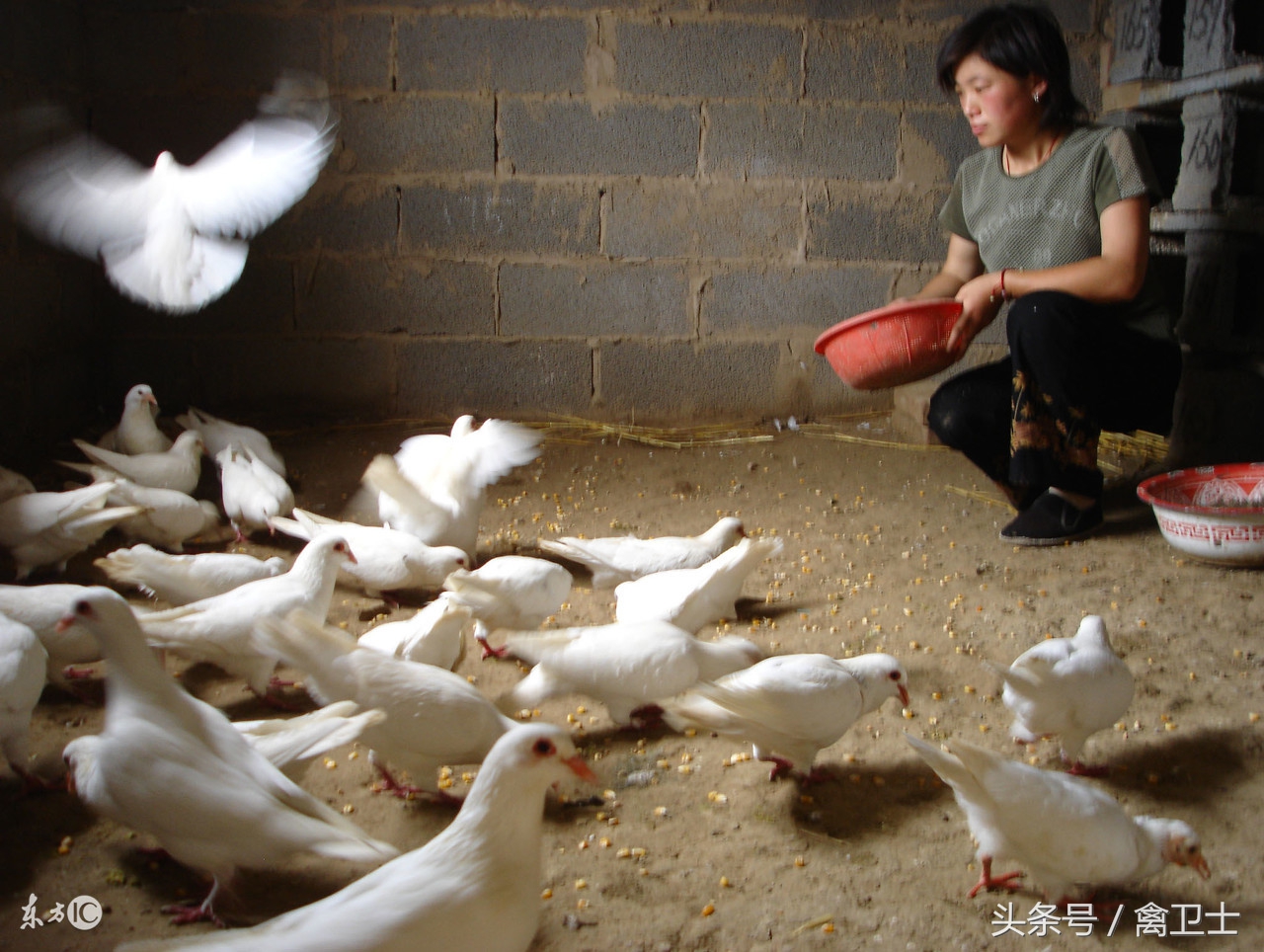 新鲜鸽子怎么炖,堆粪养鸽法