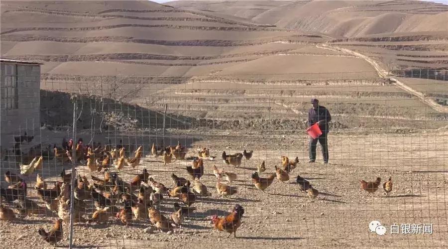 探访80后创业者平川区黄峤镇峤山村村民贠建诚