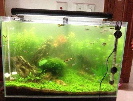 草缸怎么避免长藻,长藻怎么处理最好
