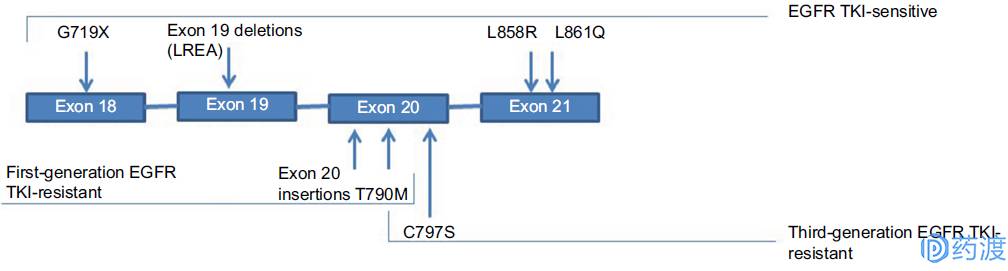 egfr突变非小细胞肺癌临床试验,EGFR肺癌