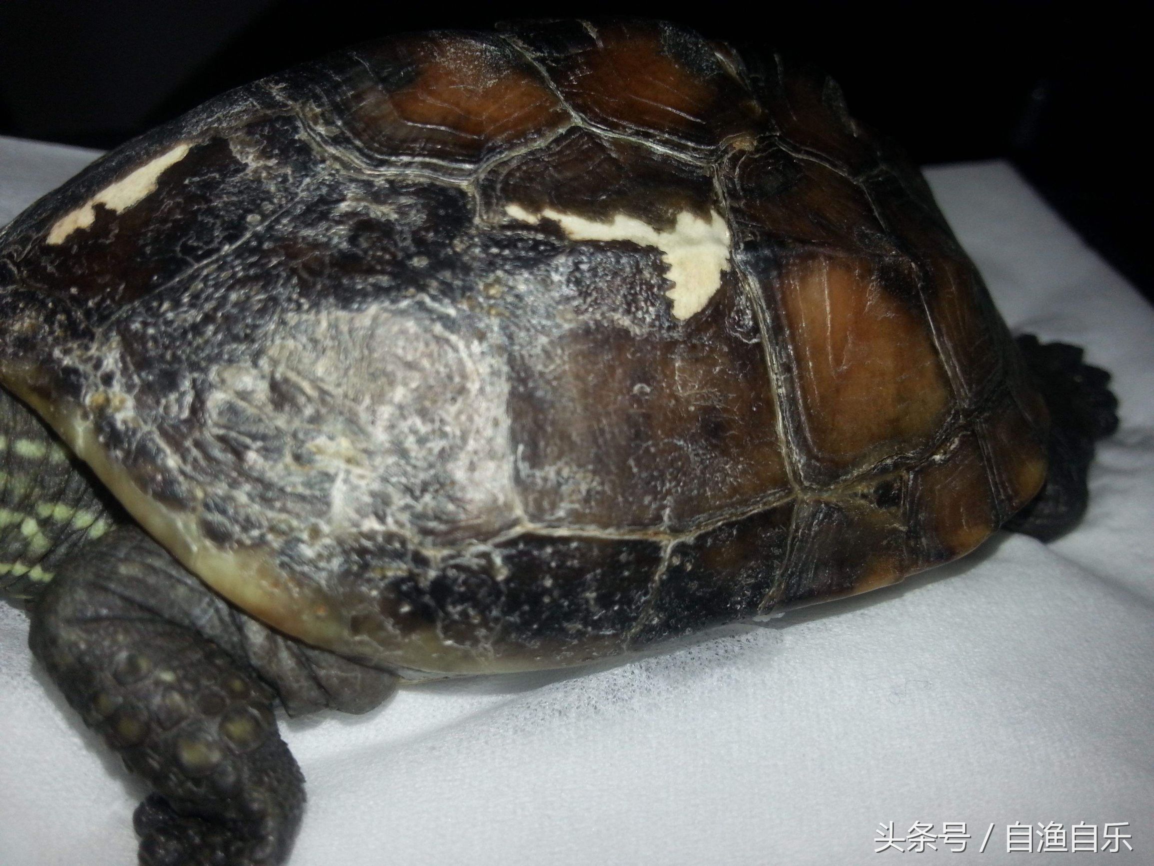 常见龟病的防治,龟腐甲怎么治疗最有效