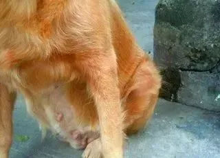 狗狗养护知识大全集,日常护理狗狗皮肤不瘙痒