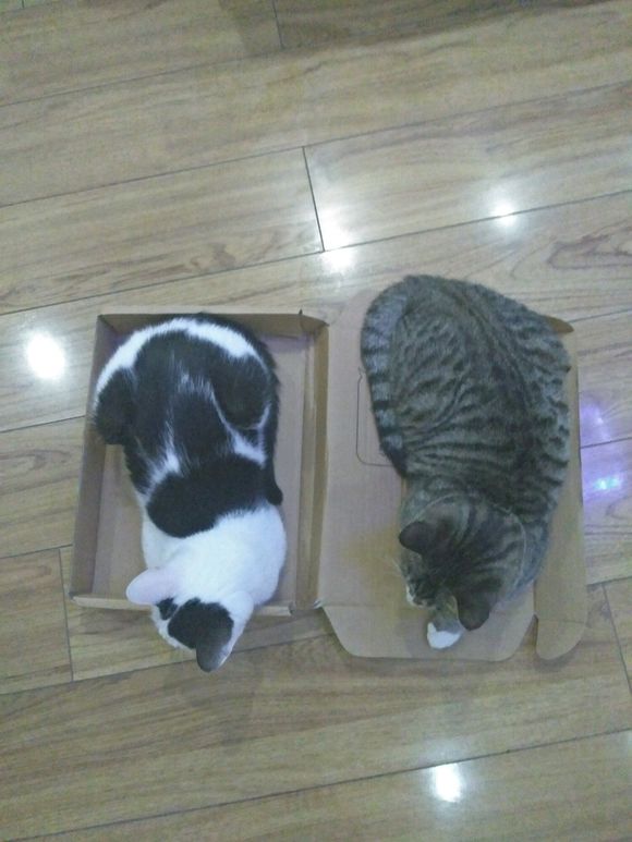 中华田园猫一般去哪里买,去猫市场买中华田园猫