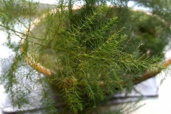 家里的植物叶子发黄怎么回事,叶子发黄的原因与处理方法