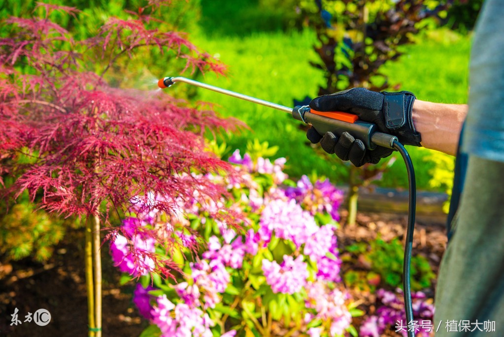 植物内吸性杀菌剂有哪些,柑橘内吸性杀菌剂有哪些