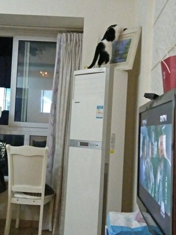 去花鸟市场100买下猫,在花鸟市场购买中华田园猫幼崽