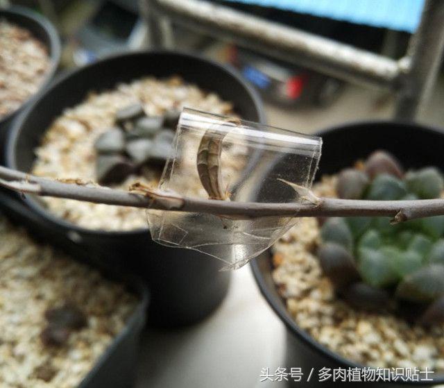 多肉植物卧牛怎样人工授粉,多肉植物授粉成功后注意事项