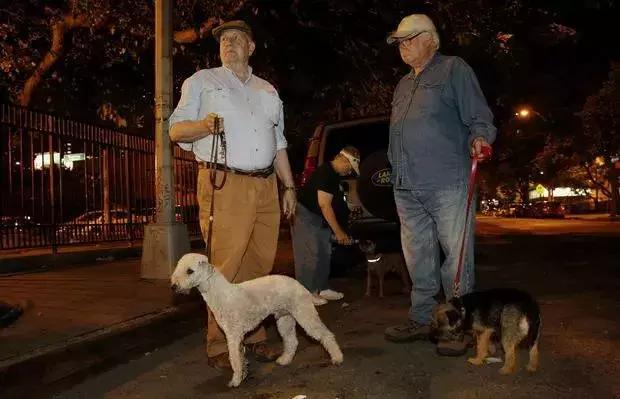 白天当宠物晚上捉老鼠,适合看家抓老鼠的狗