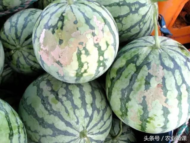 西瓜被虫咬怎么办,西瓜青虫怎么处理