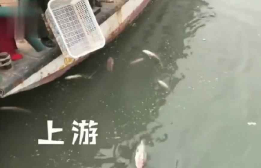 上游放鱼苗下游捞鱼苗,配合默契的团战