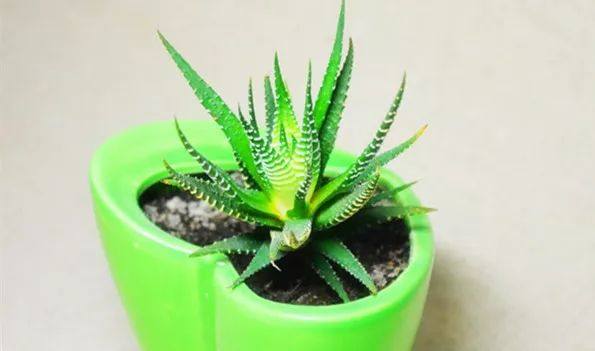 家里的植物叶子发黄怎么回事,叶子发黄的原因与处理方法