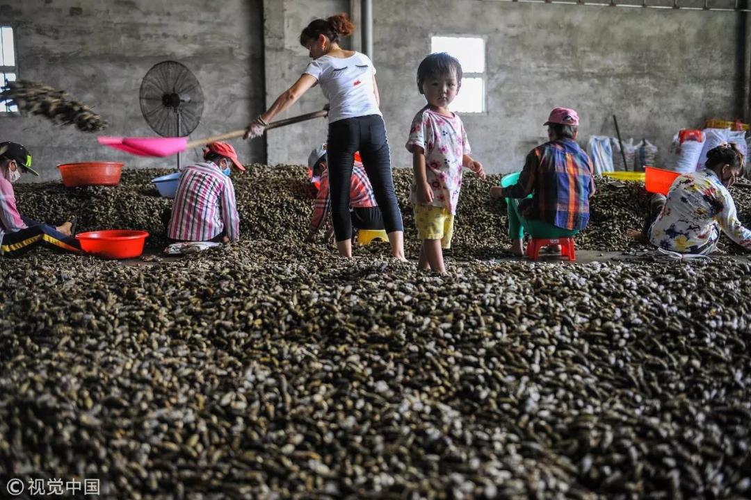 槟榔到底是怎么样的一种存在？