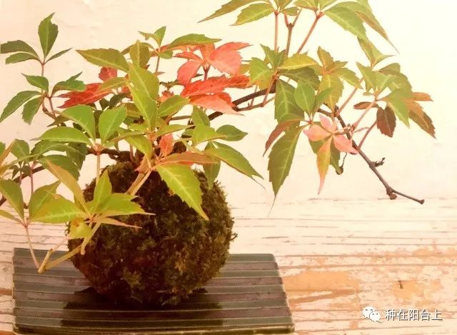 鑻旂帀鐩嗚姳,鑻旂帀鐩嗘牻閫犲瀷