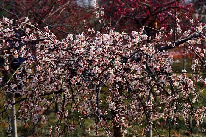 日本梅花品种和中国梅花区别,梅花十大稀有品种哪种梅花最珍贵