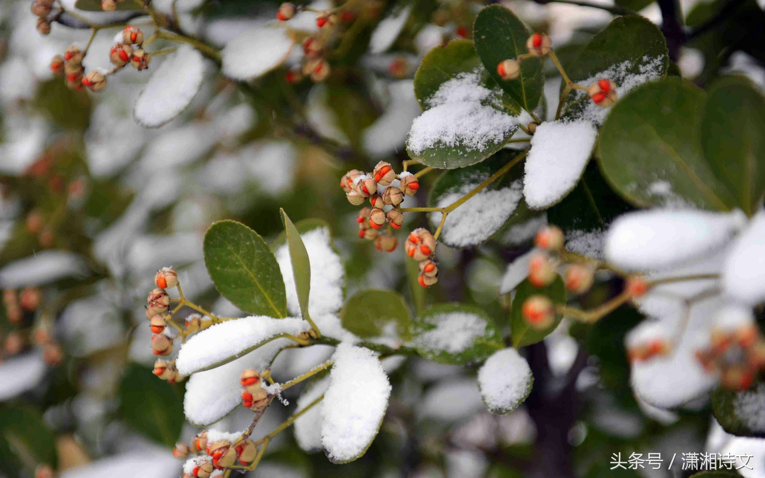 读诗｜：12月26日才真正是我们纪念的日子