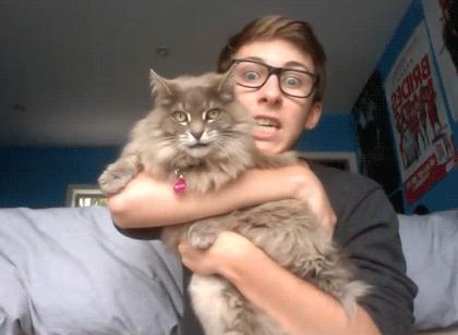 训练猫咪有用吗,训练猫咪时猫咪只知道玩