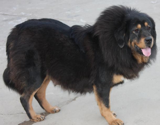 犬种百科之中亚牧羊犬,犬种百科之博美犬