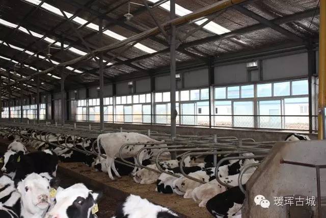 奶粉市场调查与分析,黑龙江黑河奶粉