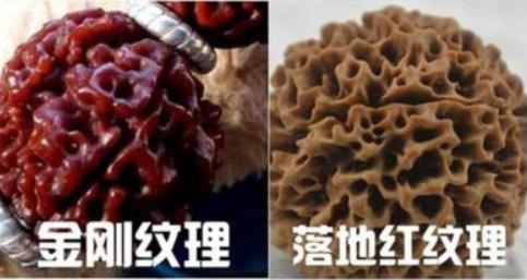 金刚和落地红最简单的辨认方法,落地红和金刚菩提区别图片