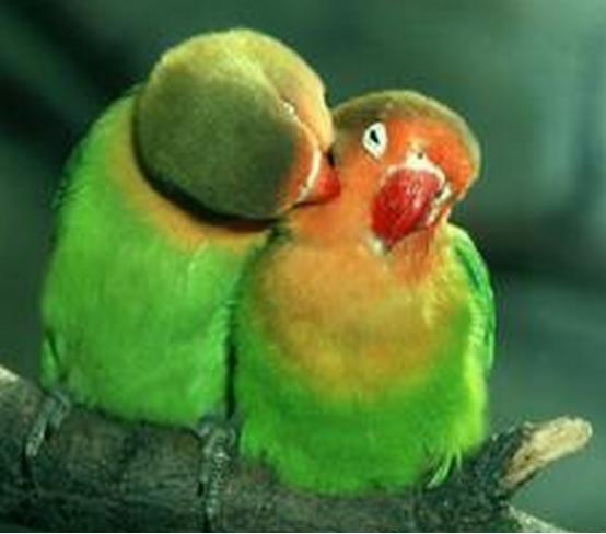 鹦鹉养殖疾病防治大全