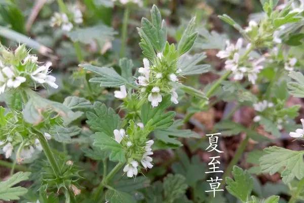趣谈英文花名,趵突泉山大校区春天